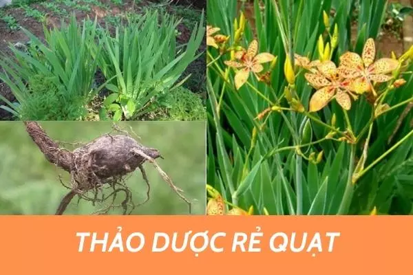Thao-duoc-re-quat-giup-khang-viem-giam-ho-co-dom-mau-nau